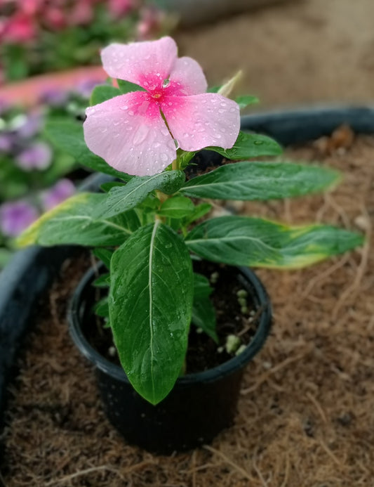 Vinca Flower Plant