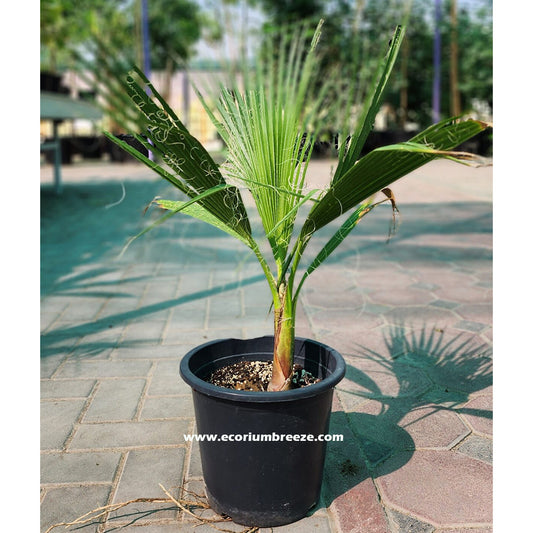 Washingtonia Palm 50 - 60cm