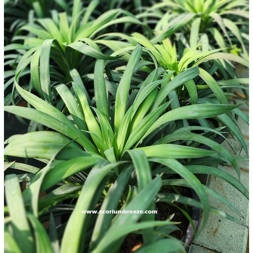 Yucca Desmetiana Plant