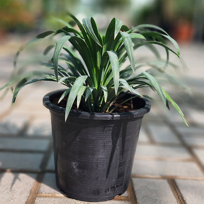 Yucca Desmetiana Plant