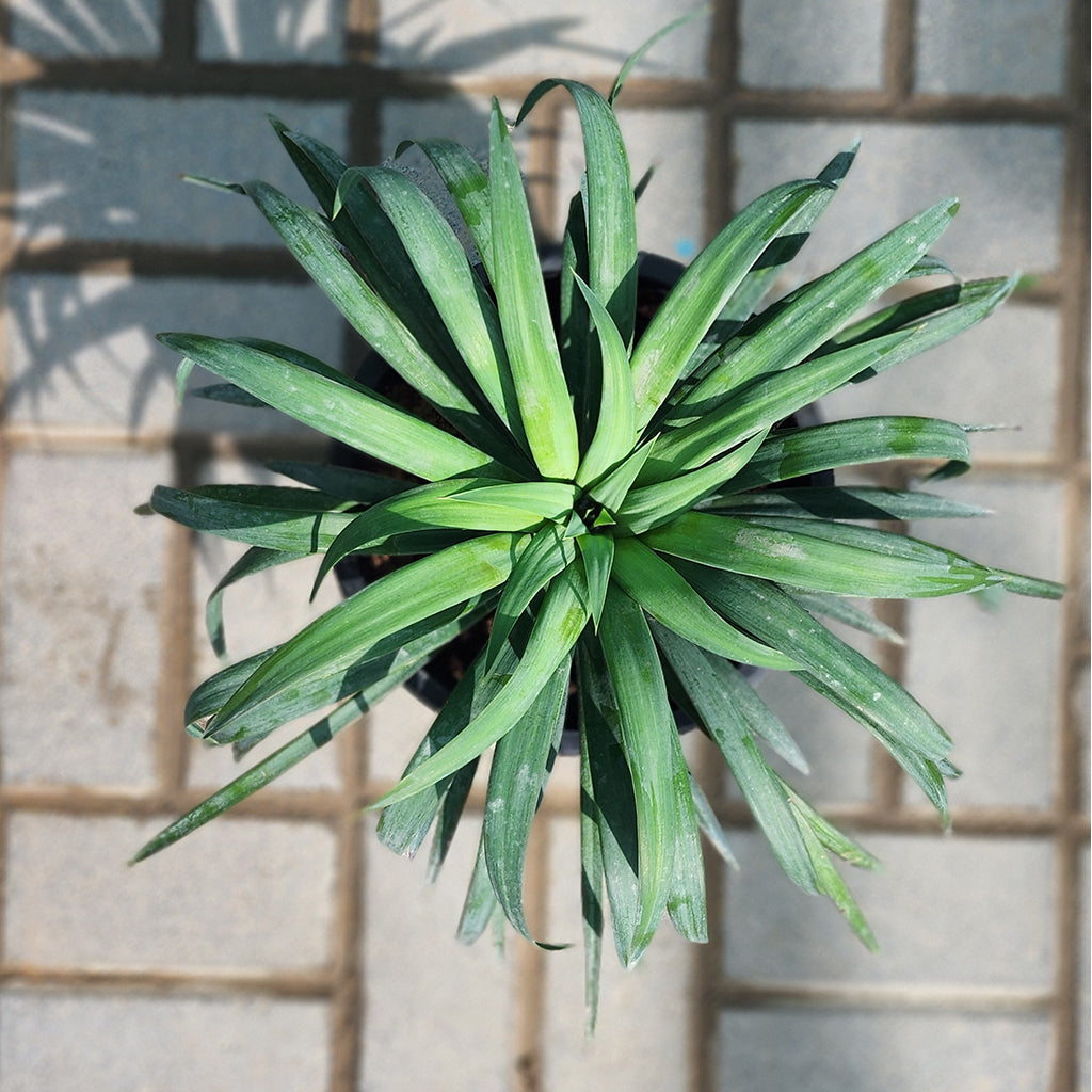 Yucca Desmetiana Plant dubai