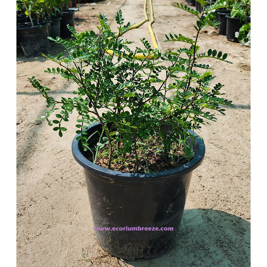 Zanthoxylum Odorum " Sichuan Pepper or Chinese Pepper 30cm